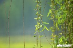 读什么散文会让人心情愉快