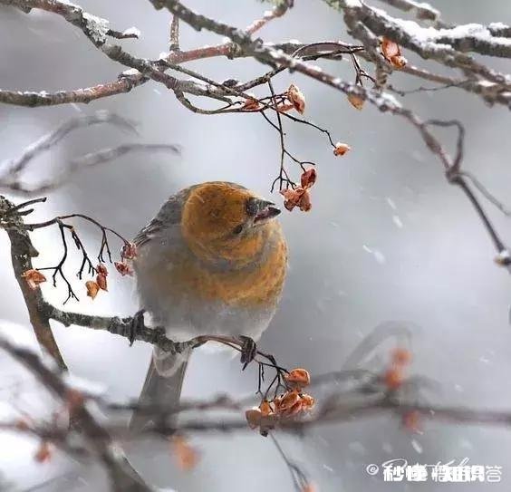 想娶一个北京的姑娘，到底该怎么做
