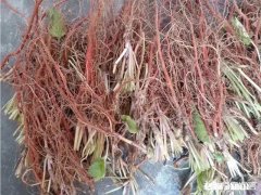 中药材种类一直在增加嘛现代有增加什么新的中药材嘛