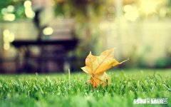 说说你认为林夕最美的一句歌词是什么