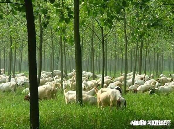 我是农村的，家里的山林在不知情的情况下让人卖掉了，我该怎么办