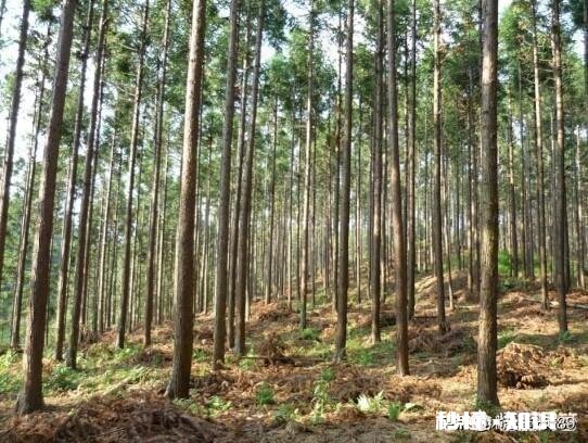 我是农村的，家里的山林在不知情的情况下让人卖掉了，我该怎么办