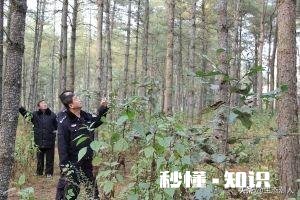 我是农村的，家里的山林在不知情的情况下让人卖掉了，我该怎么办