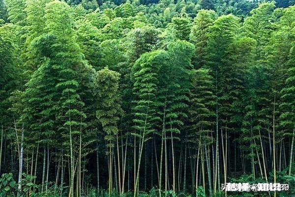 我是农村的，家里的山林在不知情的情况下让人卖掉了，我该怎么办