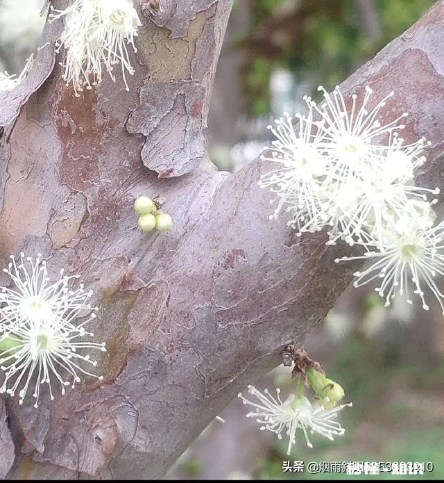 菩提祖师在孙悟空脑袋上打了三下，真的是让他去学艺吗