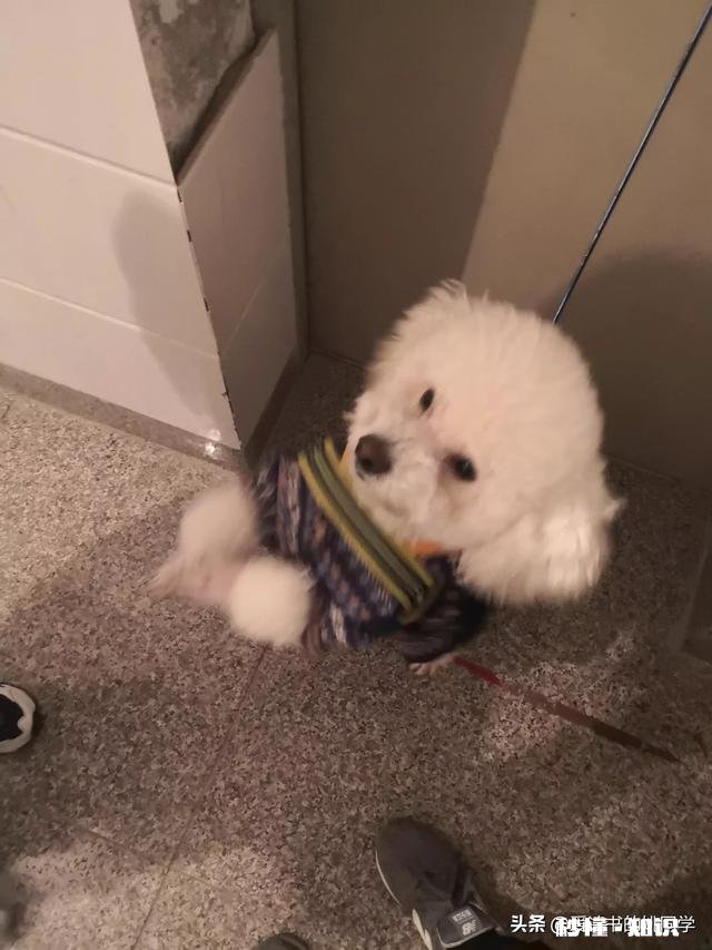 人生为什么而活，是梦想吗，何为梦想