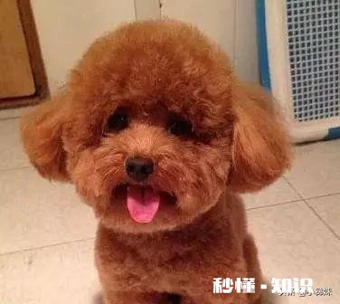 什么小宠物比较亲人互动性好，又不贵的离谱