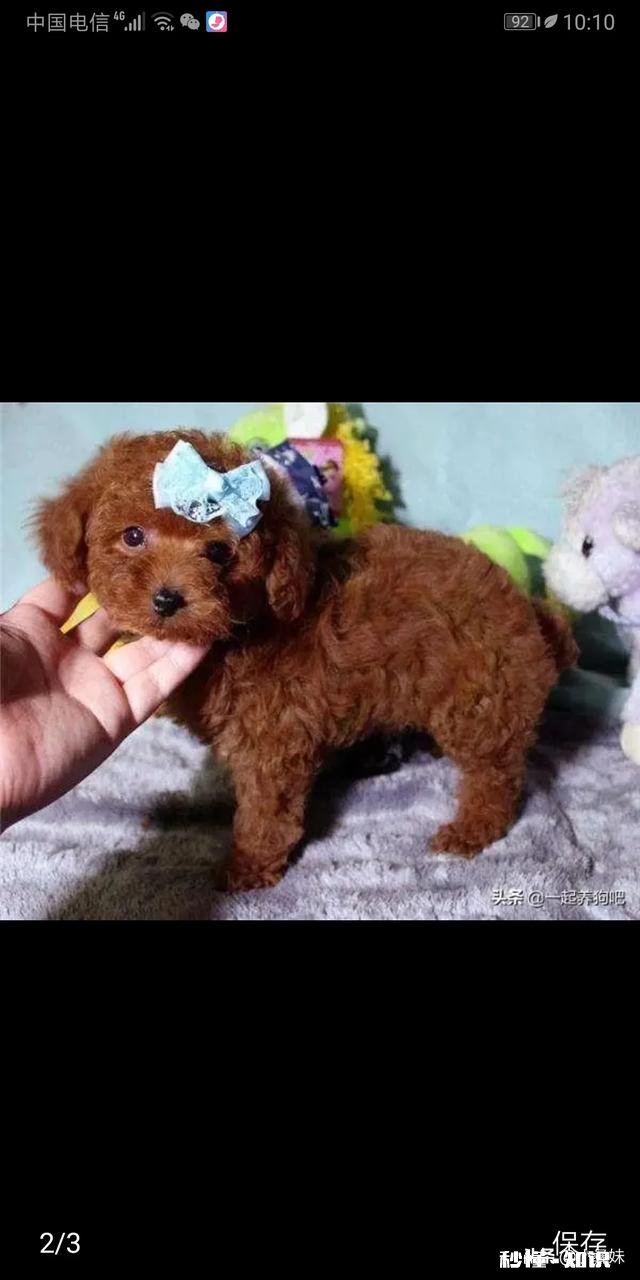 什么小宠物比较亲人互动性好，又不贵的离谱