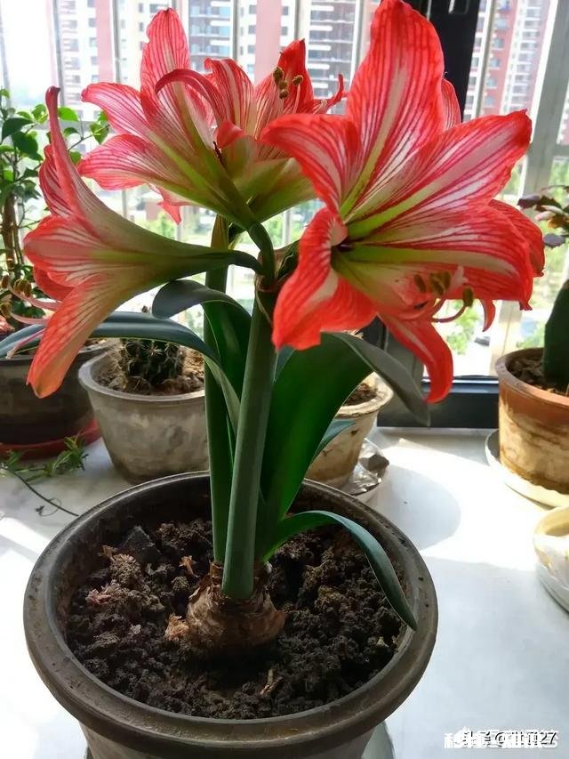 想要朱顶红养球，要剪掉叶子吗