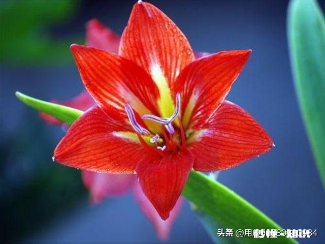 想要朱顶红养球，要剪掉叶子吗