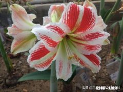 想要朱顶红养球，要剪掉叶子吗