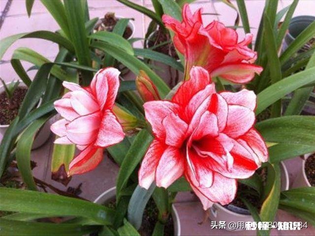 想要朱顶红养球，要剪掉叶子吗