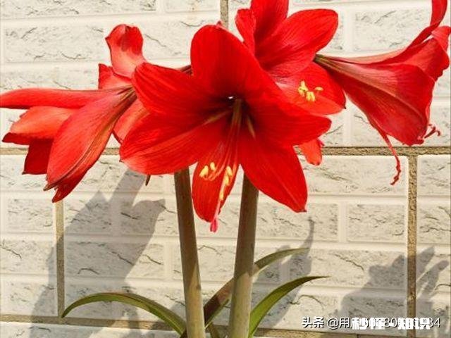 想要朱顶红养球，要剪掉叶子吗