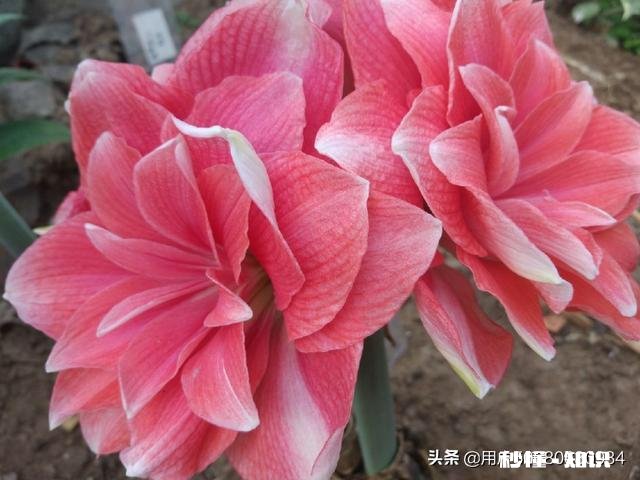 想要朱顶红养球，要剪掉叶子吗