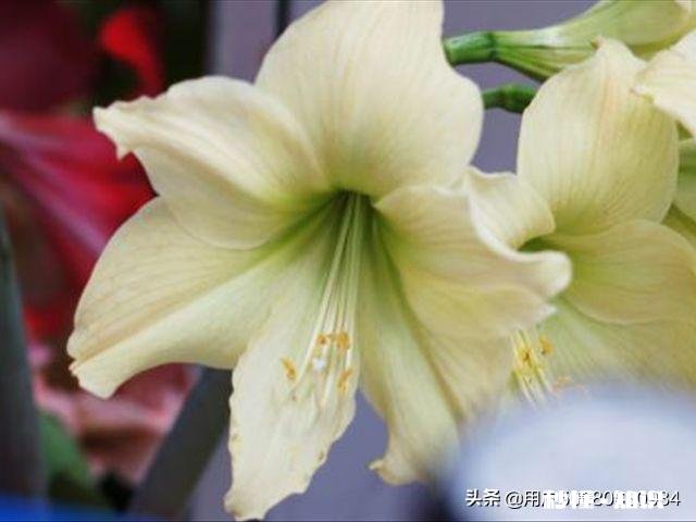 想要朱顶红养球，要剪掉叶子吗