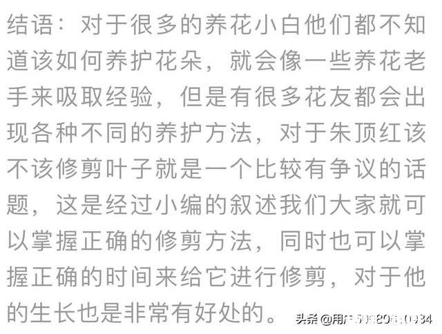 想要朱顶红养球，要剪掉叶子吗