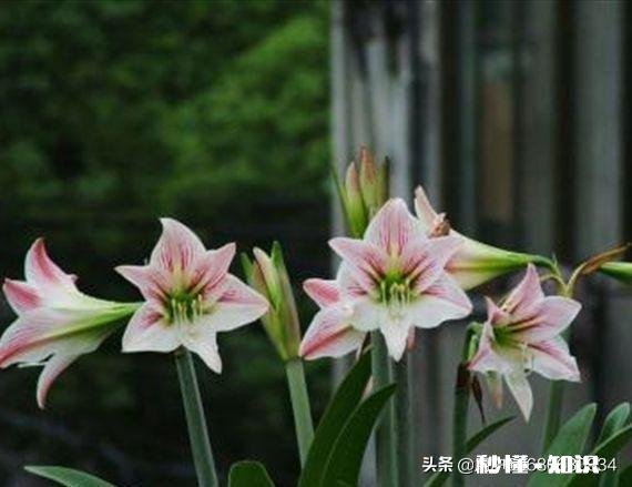 想要朱顶红养球，要剪掉叶子吗