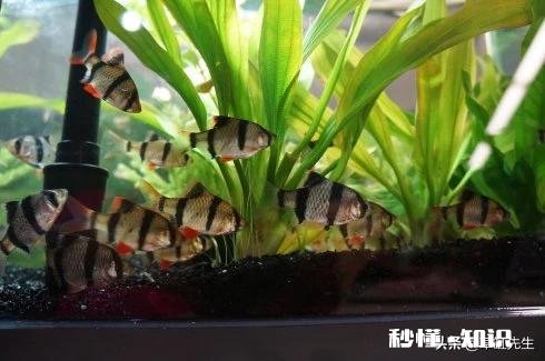 都说虎皮鱼皮实，为什么我养不活