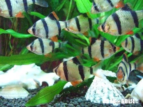 都说虎皮鱼皮实，为什么我养不活