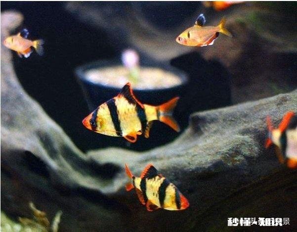 都说虎皮鱼皮实，为什么我养不活