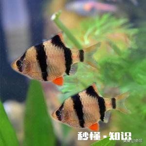 都说虎皮鱼皮实，为什么我养不活