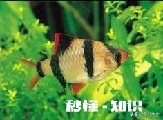 都说虎皮鱼皮实，为什么我养不活