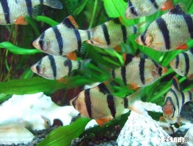 都说虎皮鱼皮实，为什么我养不活