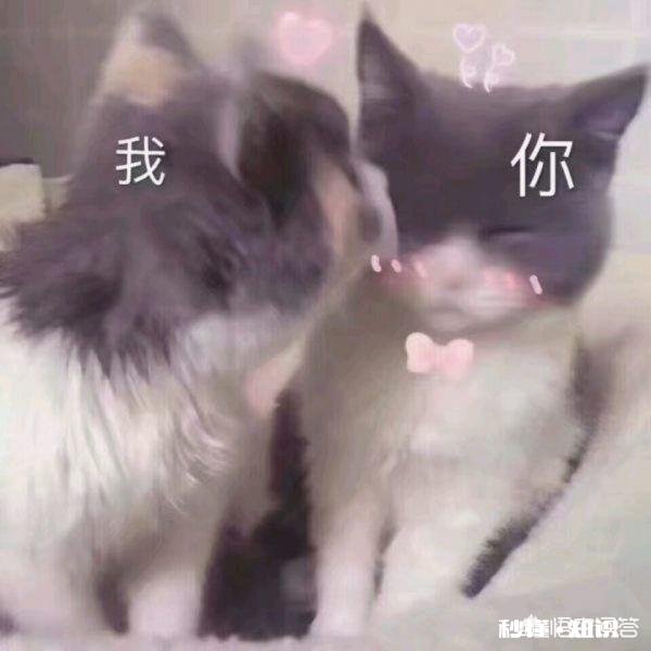 有哪些可以哄女友开心的表情包,让你屡试屡验