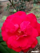 大年三十，父母总是吵架、冷战怎么办