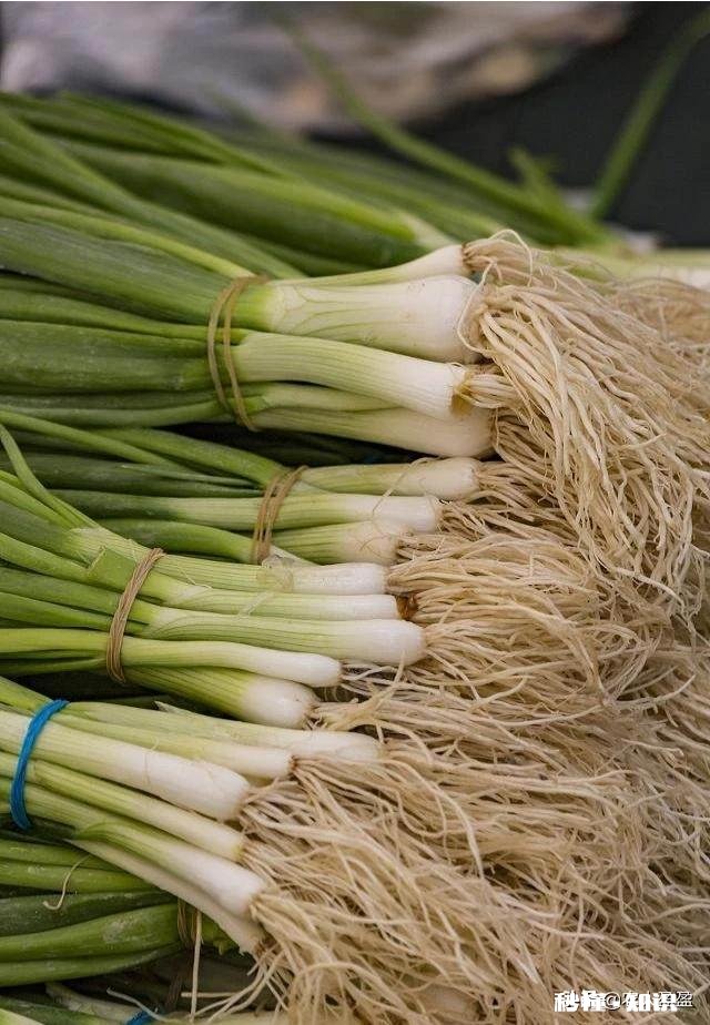 今年种葱怎么样