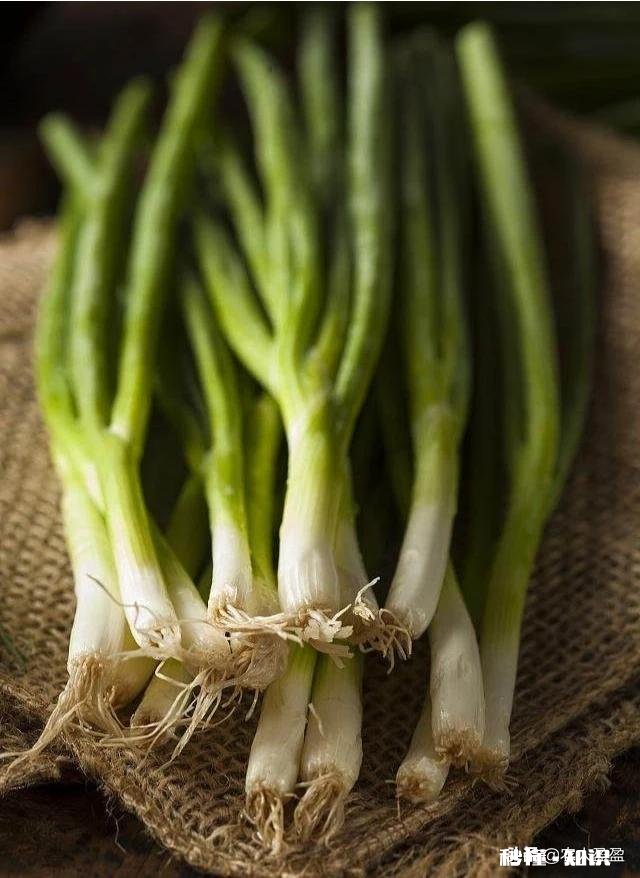 今年种葱怎么样