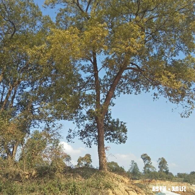 今年种葱怎么样