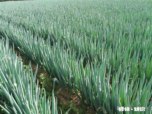今年种葱怎么样