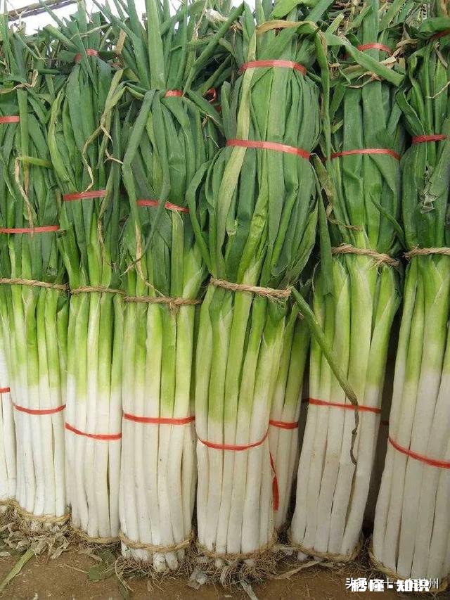 今年种葱怎么样