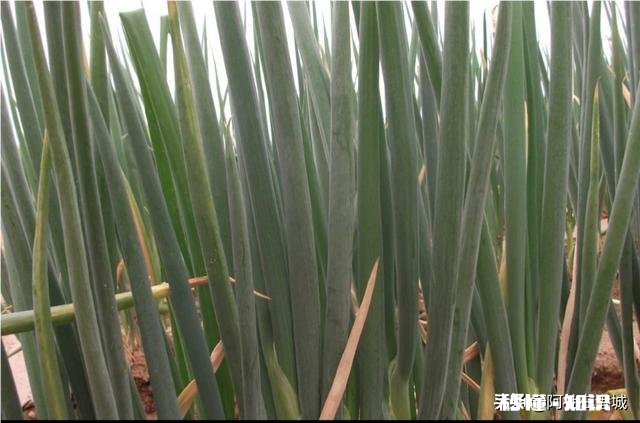 今年种葱怎么样