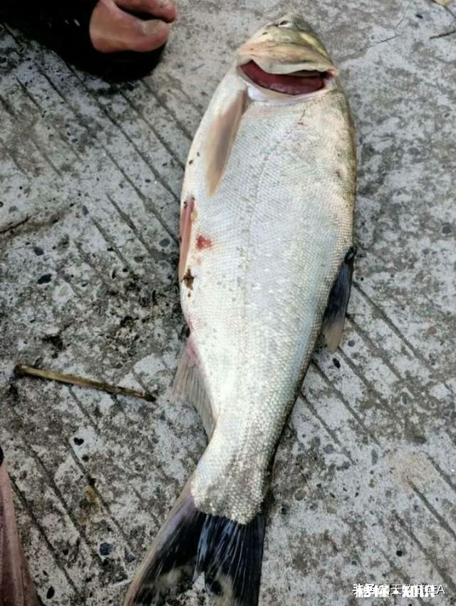 鱼塘每天都死白鲢和鲫鱼十几天，怎么治