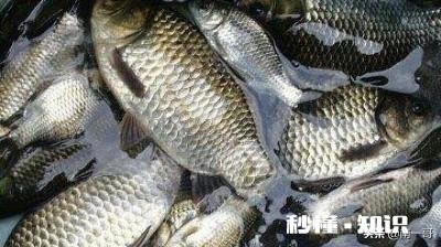 鱼塘每天都死白鲢和鲫鱼十几天，怎么治