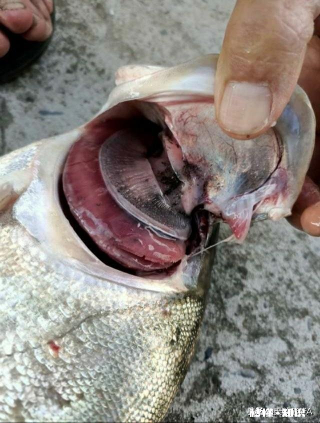 鱼塘每天都死白鲢和鲫鱼十几天，怎么治