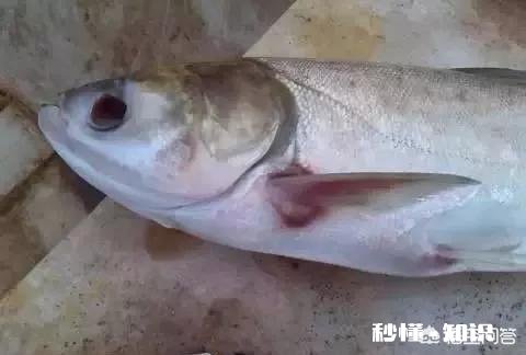 鱼塘每天都死白鲢和鲫鱼十几天，怎么治