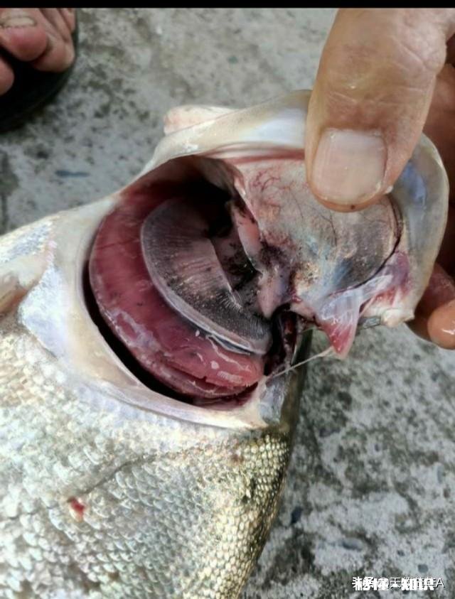 鱼塘每天都死白鲢和鲫鱼十几天，怎么治