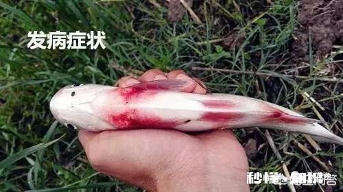 鱼塘每天都死白鲢和鲫鱼十几天，怎么治