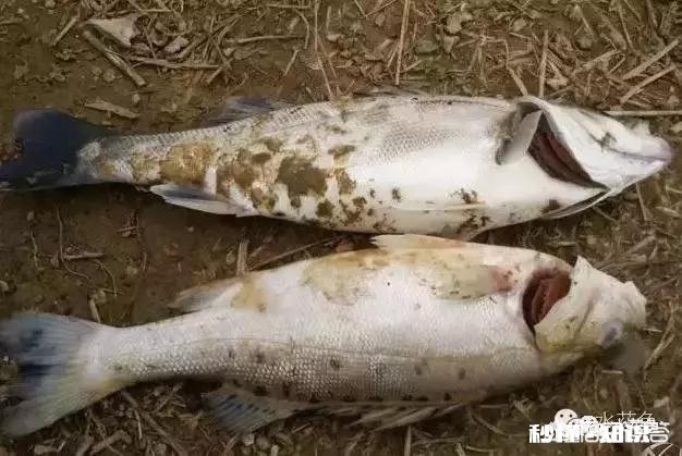 鱼塘每天都死白鲢和鲫鱼十几天，怎么治