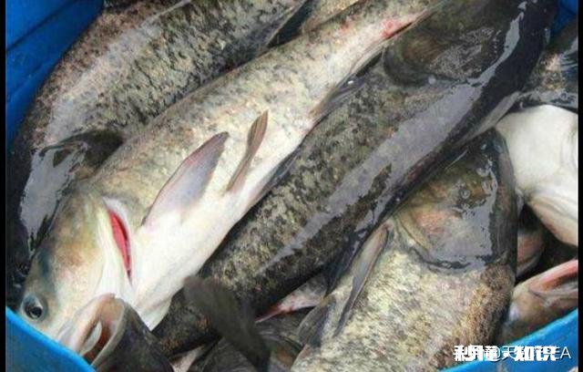 鱼塘每天都死白鲢和鲫鱼十几天，怎么治