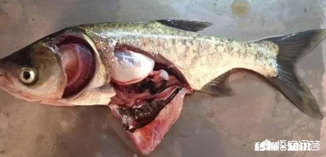 鱼塘每天都死白鲢和鲫鱼十几天，怎么治