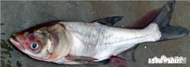 鱼塘每天都死白鲢和鲫鱼十几天，怎么治