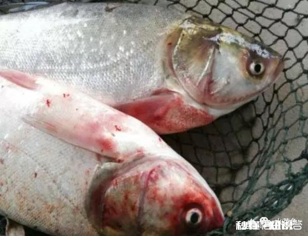 鱼塘每天都死白鲢和鲫鱼十几天，怎么治