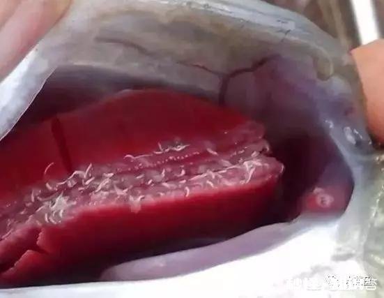 鱼塘每天都死白鲢和鲫鱼十几天，怎么治