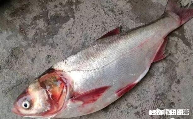 鱼塘每天都死白鲢和鲫鱼十几天，怎么治