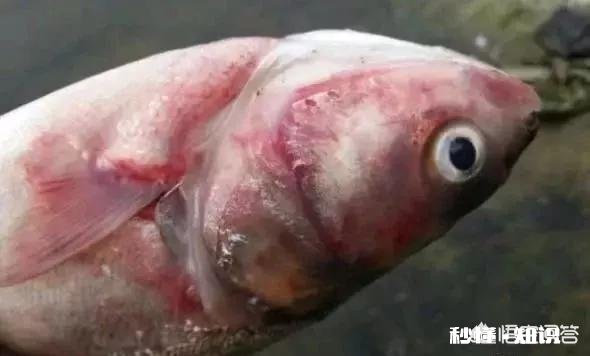 鱼塘每天都死白鲢和鲫鱼十几天，怎么治