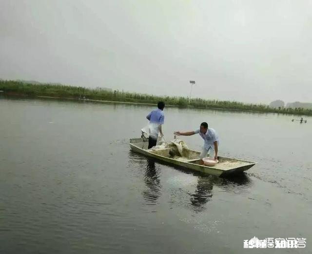 鱼塘每天都死白鲢和鲫鱼十几天，怎么治
